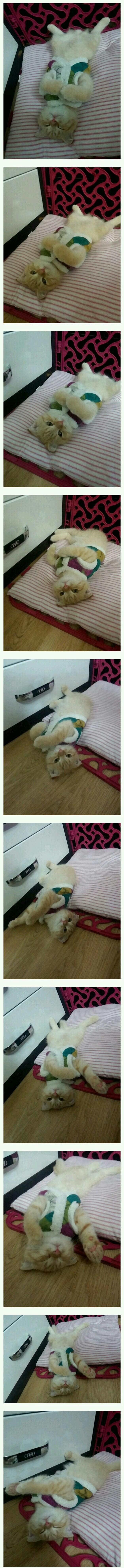 고양이를 키우는 이유 | 인스티즈