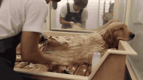 보는사람도 편안해지는 리트리버 목욕하기.gif | 인스티즈