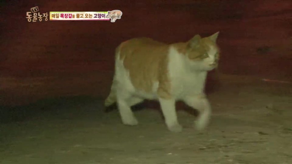 [동물농장] 매일 장갑 물어오는 고양이 (사랑스러움주의/스압주의) | 인스티즈