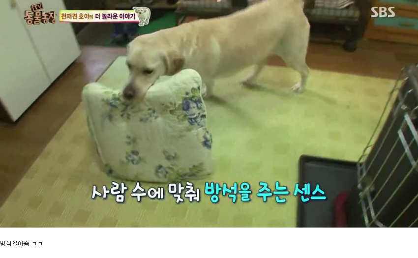 동물농장 완전 똑똑한 멍멍이 | 인스티즈