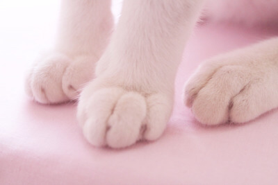 Tumblr : #cat #pink | 인스티즈