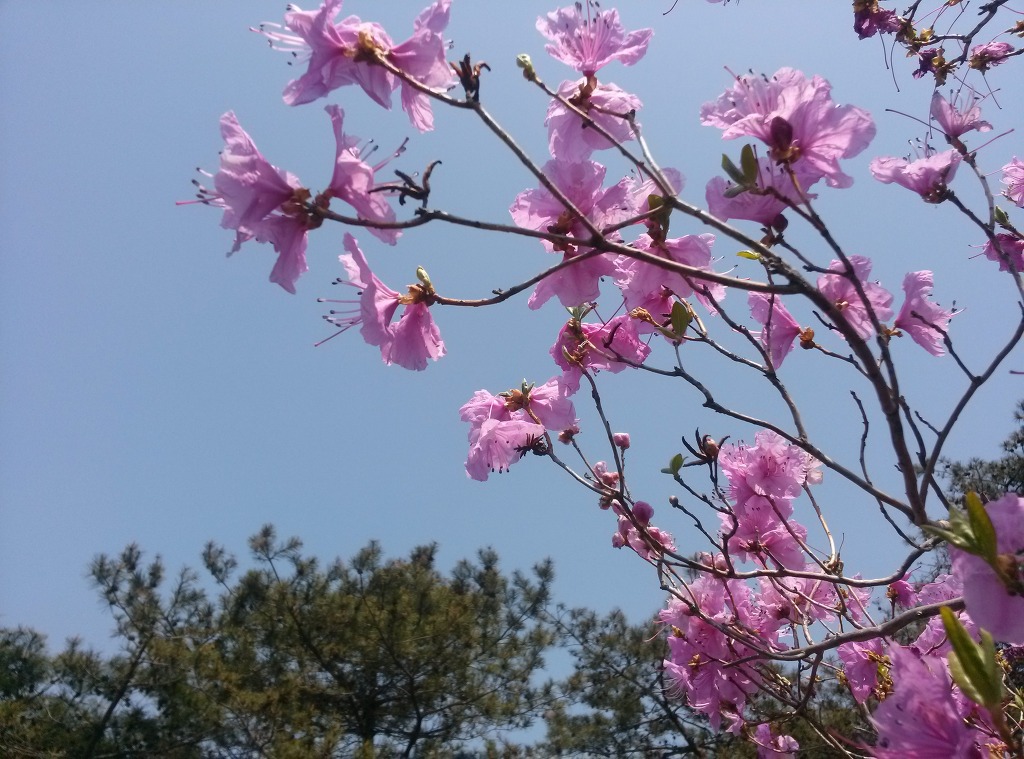 클랙잭 이미지