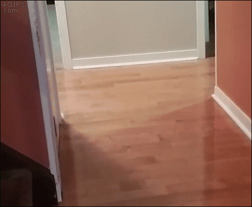 고장냥이 모음 | 인스티즈