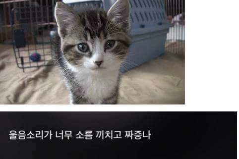 고양이 모시는 사람이 들으면 상처받는 말들.jpg | 인스티즈