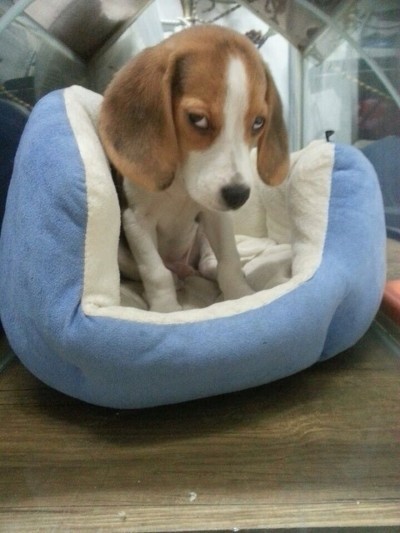 두시 이미지
