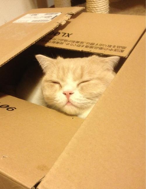 스코티쉬 폴드 고양이.jpg | 인스티즈