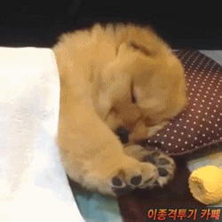 강아지들 | 인스티즈