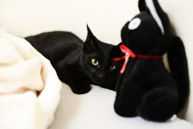 길에서 한번 쯤 마주쳤던 고양이 코 리 안 숏 헤 어! | 인스티즈