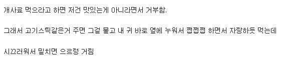 () 강아지랑 같이자면 생기는일 | 인스티즈