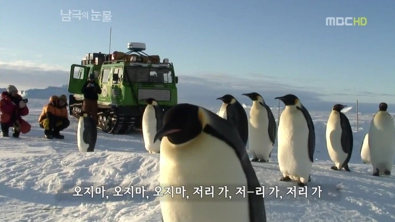 펭귄한테 역관광 당한 사람들 | 인스티즈