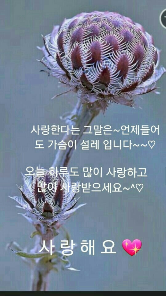 아리솔 이미지