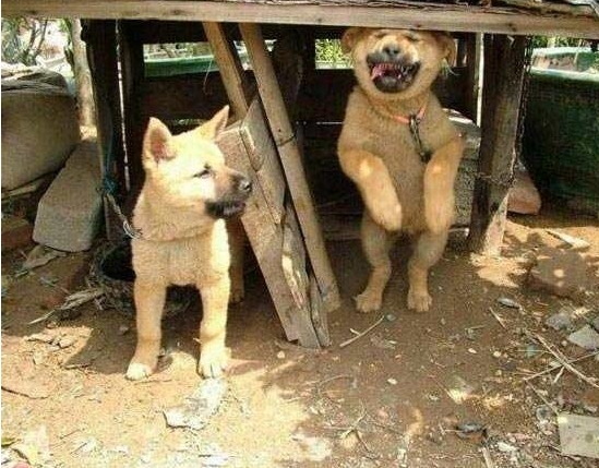 피식 이미지