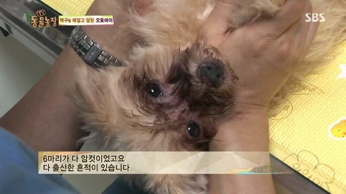 [TV동물농장] 동물농장에서 방송된 인천의 한 개 도축장의 현실.jpg | 인스티즈