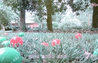 반려동물 교배에 대해 생각하고 있다면 꼭 한번 읽어봤으면 하는 글 | 인스티즈