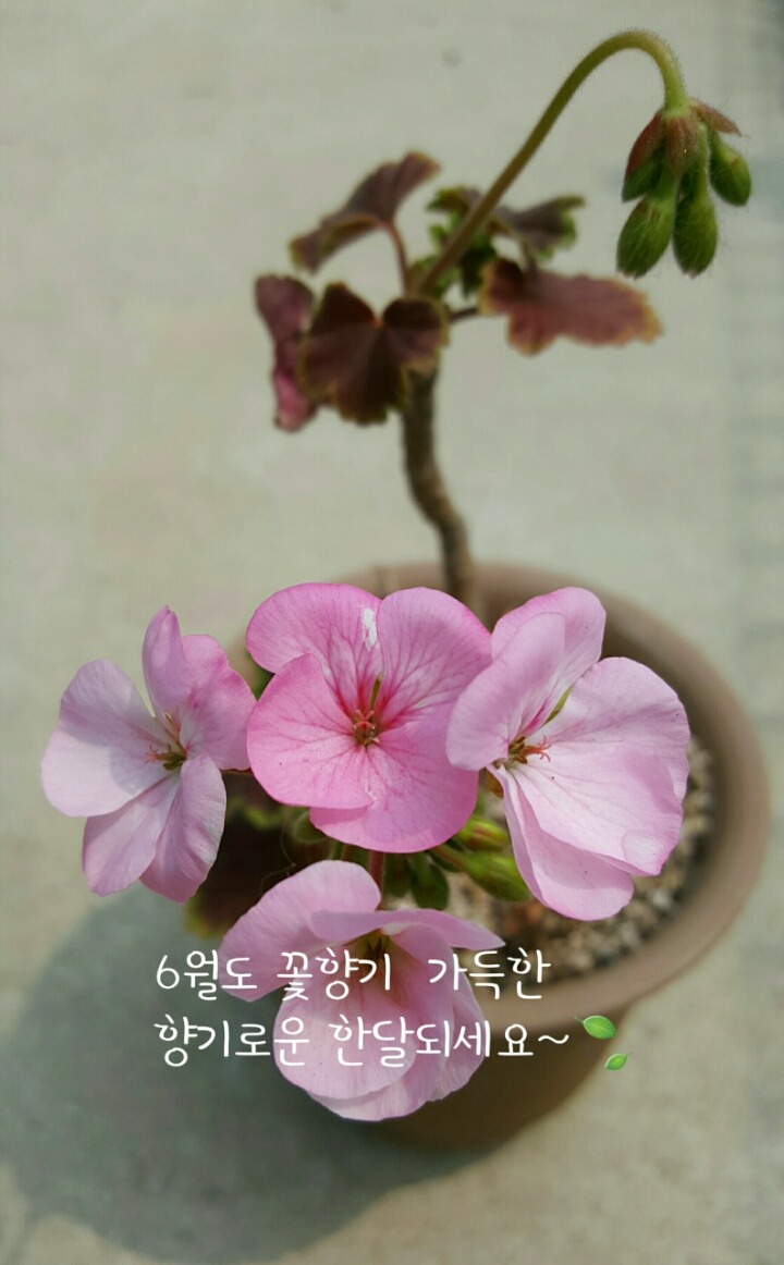 행운 이미지