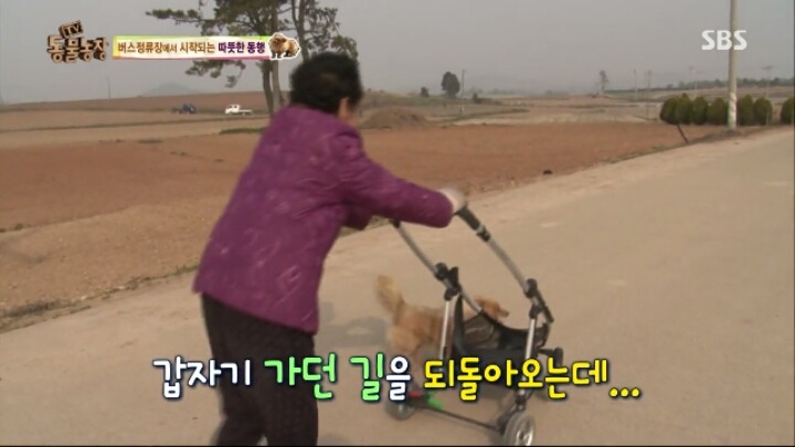 [동물농장] 할머니와 발바리의 따뜻한 우정 | 인스티즈