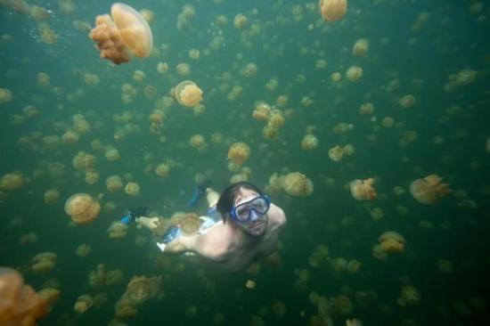  해파리가 득실거리는 호수 | 인스티즈