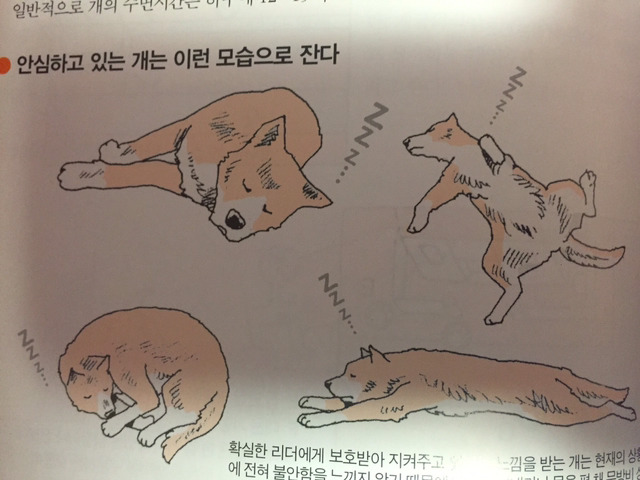 안심하고있는 개는 이런 모습으로 잔다 | 인스티즈