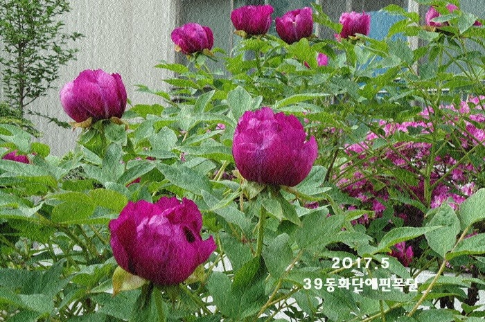 목단 이미지