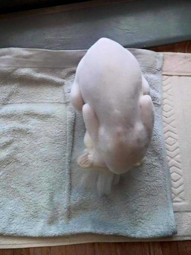 생닭집 이미지