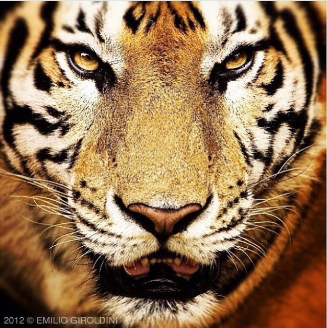 호랑이와 사자 | 인스티즈