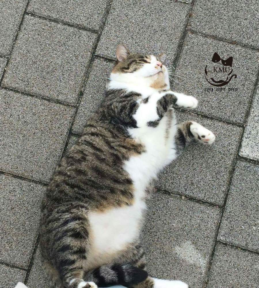 통통한 고양이 | 인스티즈