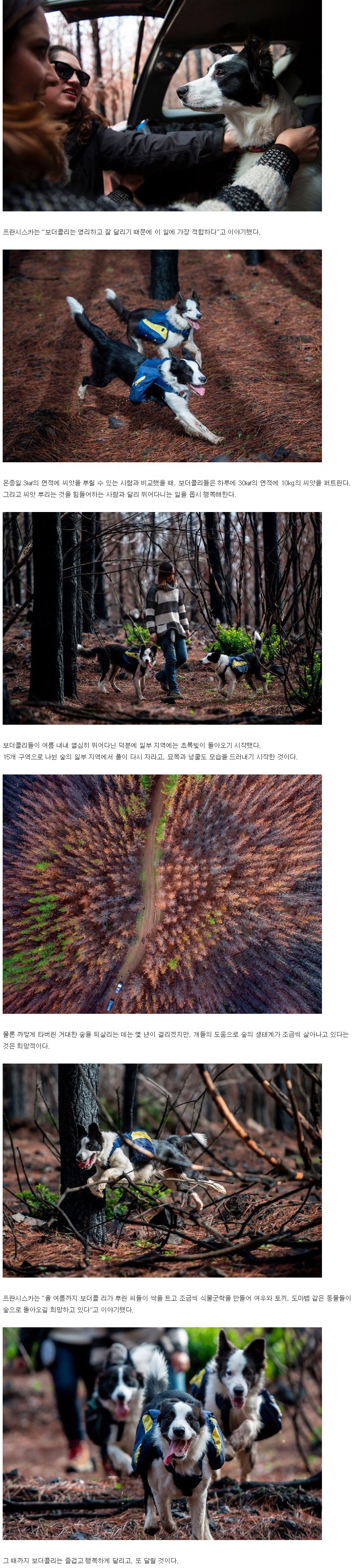 자연을 되살리는 보더콜리.jpg | 인스티즈