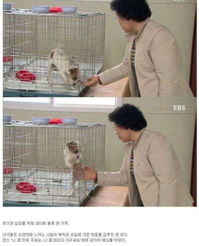 나는 아직 살수 있는데 왜 죽으라하나요 | 인스티즈