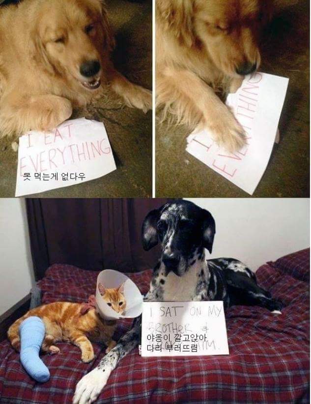 애완동물이 한 잘못들.jpg | 인스티즈