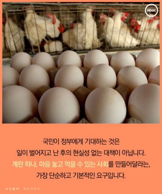 계란 하나도 마음놓고 못사먹는 나라 | 인스티즈