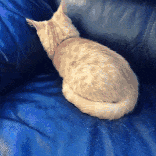 저 다른세상으로 사라져가는 냥이.gif | 인스티즈
