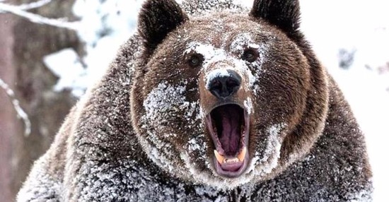 불곰국의 리얼리티 스케일 | 인스티즈