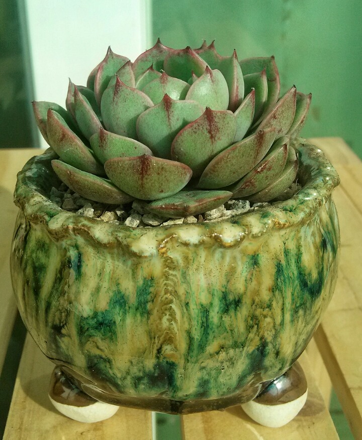 바디스 이미지