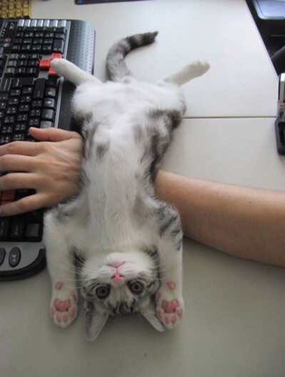 Tumblr : #cat #pink | 인스티즈