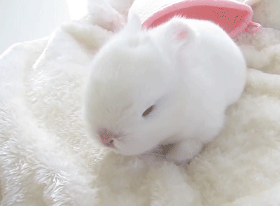 토끼. gif | 인스티즈