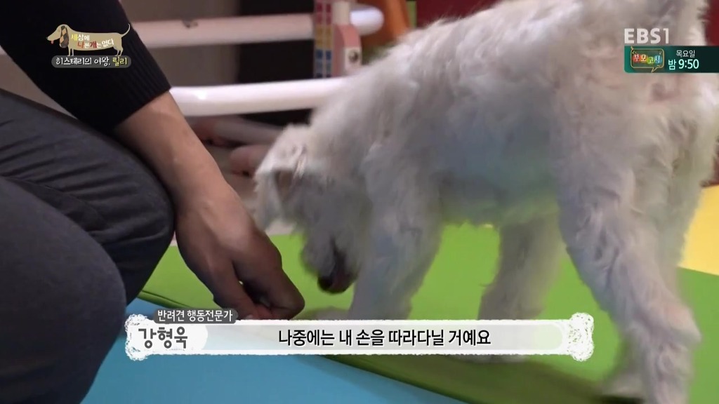 [세상에나쁜개는없다] 가족들에게 짖고 무는 강아지 릴리햏 | 인스티즈
