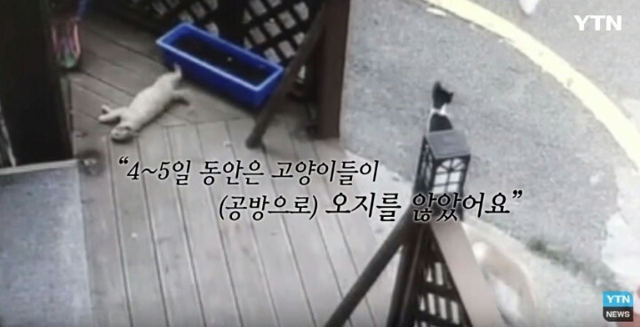분노주의)웃는 얼굴로 새끼 고양이 내던지고 도망간 미친넘 | 인스티즈