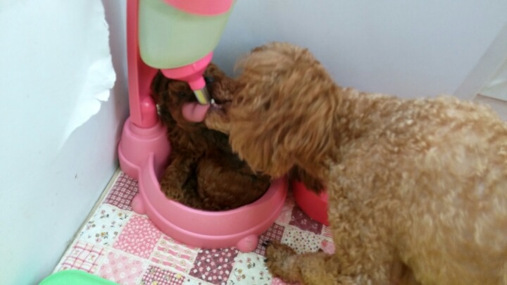 꼭지엄마 이미지
