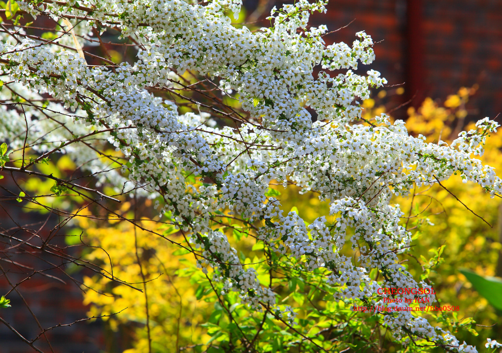 산유화 이미지