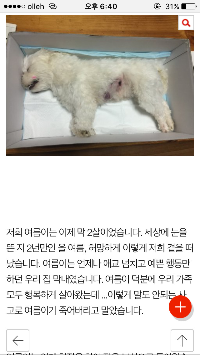 저희 개가 (여름이) 다른 개에게 물려 죽었습니다...(사진) | 인스티즈