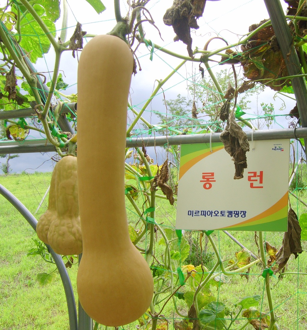 미르피아 이미지