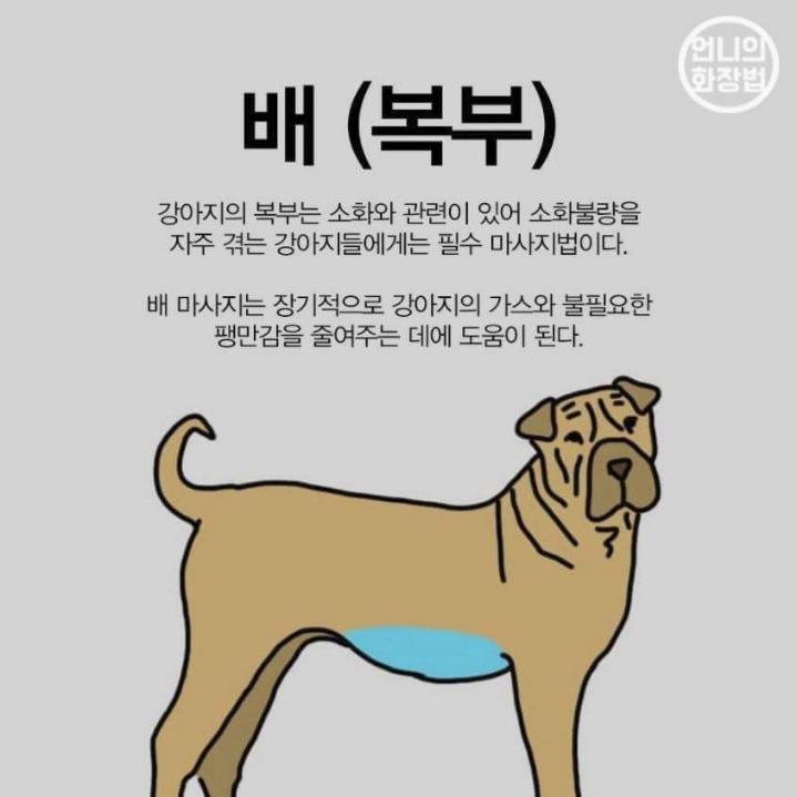 강아지 마사지 하는법 | 인스티즈