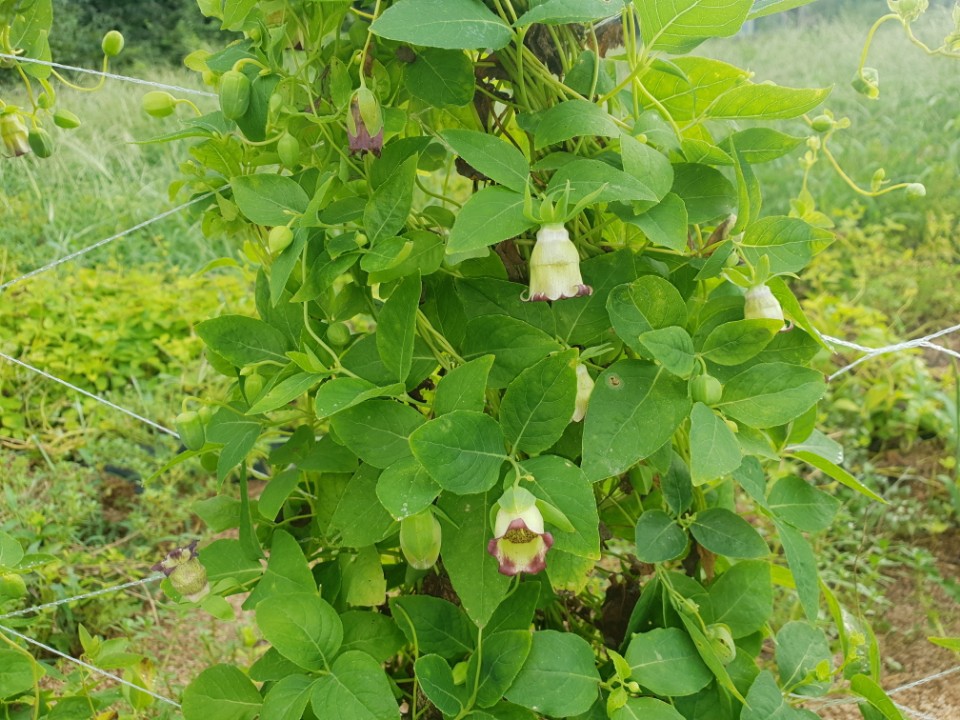 까치수퍼 이미지