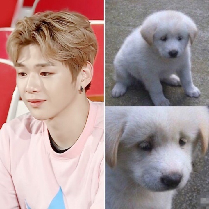 강아지중에 가장 사람닮은듯한 강다니엘 사진모음.jpg | 인스티즈