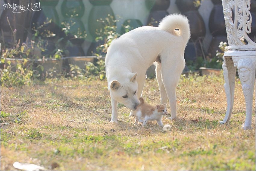 디씨에서 난리났던 마당에서 찍은 새끼 고양이 jpg | 인스티즈
