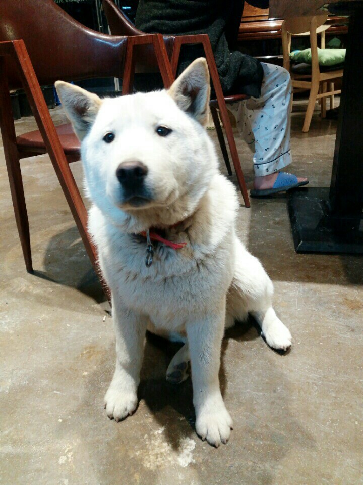 우리백구 찾았어ㅜㅜ근처 개공장에 있었어...진짜 너희말듣고 개장수집이랑 보신탕집 찾길 잘햇어 고마워!!!! | 인스티즈