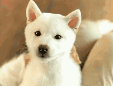 귀여운 댕댕이들.gif | 인스티즈