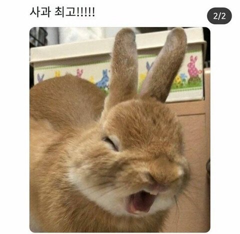 사과를 처음 먹은 토끼 | 인스티즈