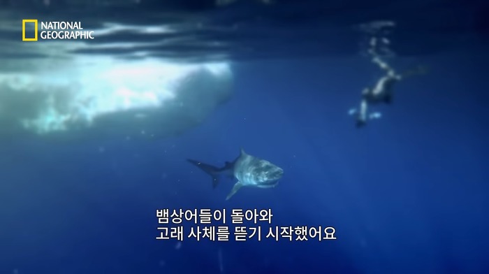 고래 먹방하던 상어들이 갑자기 사라진이유.jpggif | 인스티즈
