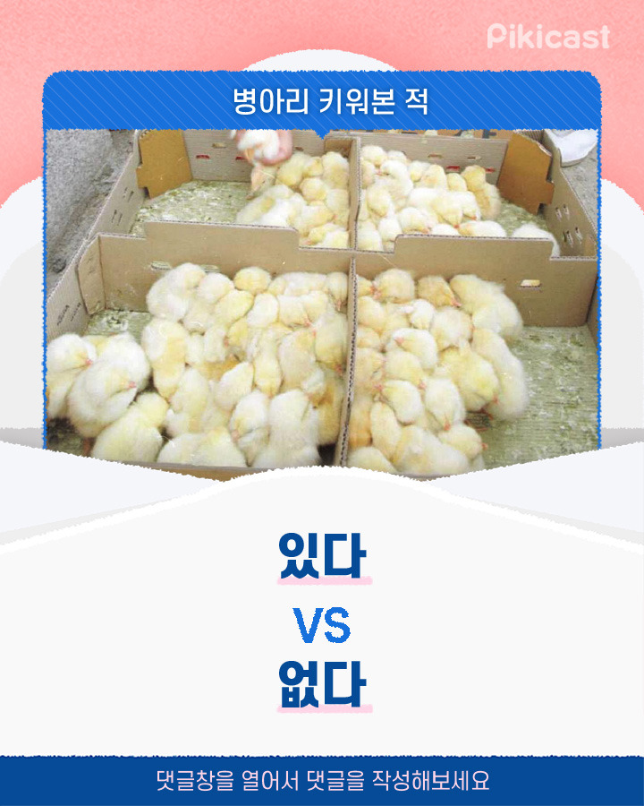 병아리 키워본 적 있다v없다 | 인스티즈